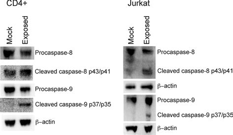 Detection Of Cleaved Caspase 8 And Caspase 9 In Cd4 And Jurkat Cells