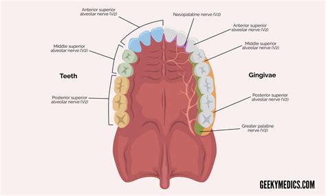 Administration Of Local Anaesthetic In Dentistry Geeky Medics