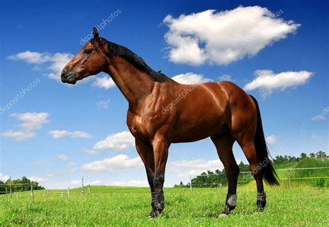 Brown Horse — Stock Photo © Vencav 12259013