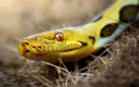 Sonhar Cobra Amarela Bom Ou Ruim Qual O Significado