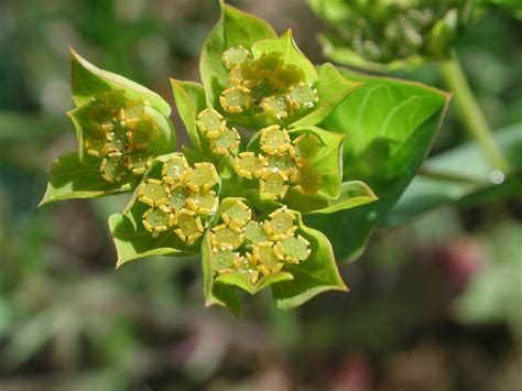 Rundbl Ttriges Hasenohr Bupleurum Rotundifolium