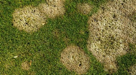 9 Common Turfgrass Diseases and How to Manage Them