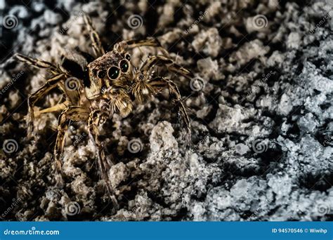 Camouflage Spider Stock Photo Image Of Crawl Dangerous 94570546