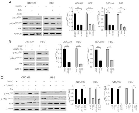 Gsk Inhibition Promotes Doxorubicininduced Apoptosis In Human