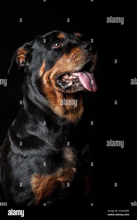 A rottweiler police dog hi-res stock photography and images - Alamy