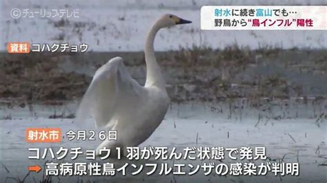 野鳥から鳥インフルエンザ 陽性反応 コハクチョウは感染確定で警戒強まる 富山 Tbs News Dig 2ページ