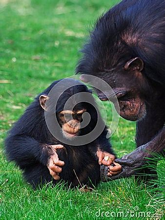 Baby Chimp With Mother Royalty Free Stock Photography - Image: 13784237