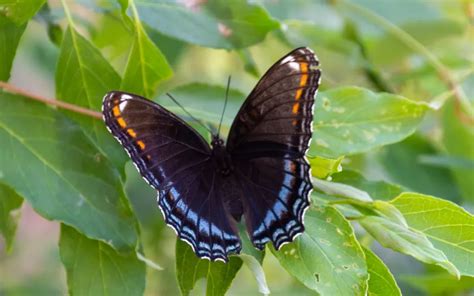 Red Spotted Purple Butterfly Identification Life Cycle And Behavior