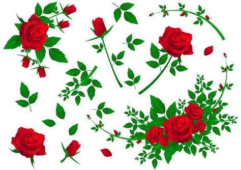 Red Rose Vector Art, Icons, and Graphics for Free Download