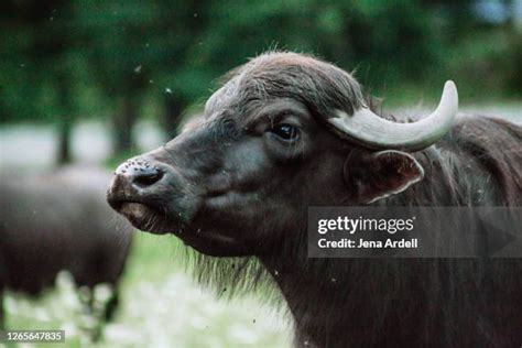 9,433 Water Buffalo Stock Photos, High-Res Pictures, and Images - Getty ...