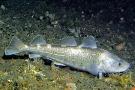 Pacific Cod Noaa Fisheries