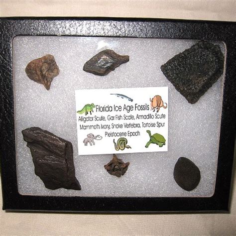 Fossil Collections for Sale | Fossils for Sale