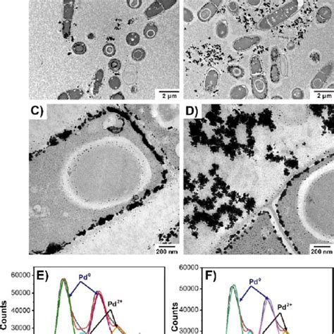 Characterization Of Biological Pd NPs TEM Images Of Biological Pd NPs