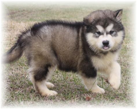 Puppies Pictures Gallery: Alaskan Malamute Puppies Pictures