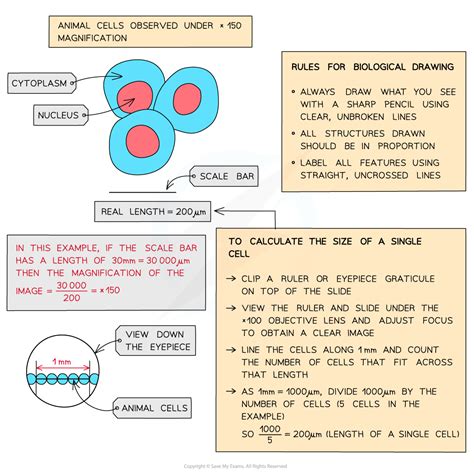 Required Practical Microscopy Aqa Gcse Biology Revision Notes 2016