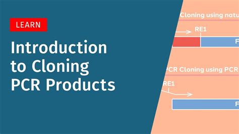 Introduction To Cloning Pcr Products Youtube