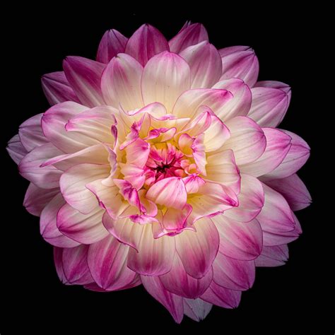 Dahlia Flower Wallpaper 4k 5k Pink Flower Pink Dahlia