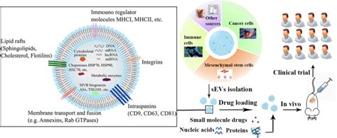 SEVs In Drug Development And The Detailed Structure Of SEVs SEVs As