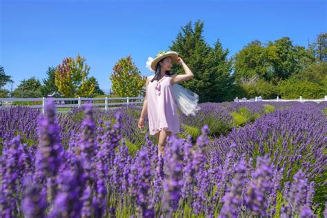 Sequim Lavender Festival Perla Kristien