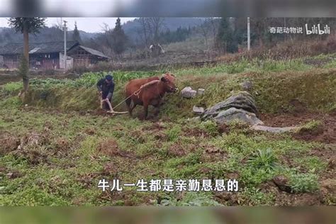 牛儿落入洪水中，眼看就要被水淹没，男子一个“飞铲”舍命救牛