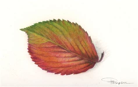 how to draw a fall leaf 4