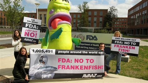 In Historic First Fda Approves Genetically Altered Salmon