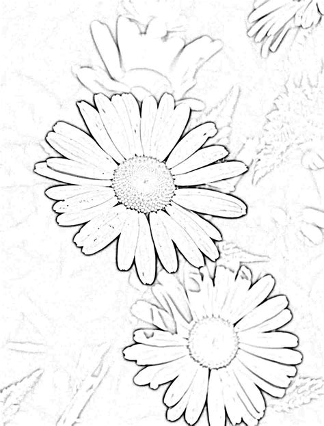 Gerbera Daisy Drawing At Explore Collection Of Gerbera Daisy Drawing