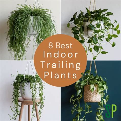 8 Best Indoor Trailing Plants To Transform Your Space Simplify Plants