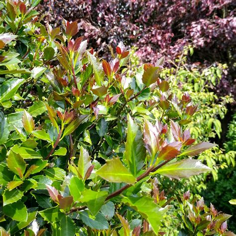 Castle Rouge™ Blue Holly - Ilex - 4" Pot - Proven Winners - Hirt's Gardens