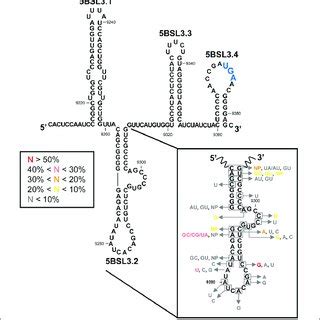 | The HCV IRES region. Secondary structure of the 5 UTR in the HCV ... 