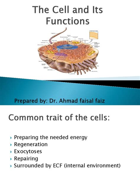 The Cell and Its Functions | PDF