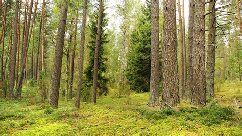 Forests In Lithuania Alchetron The Free Social Encyclopedia