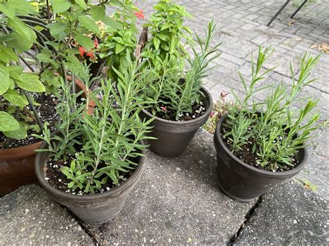 Plans For Lavender Seedlings Carol J Michel Author And Gardener