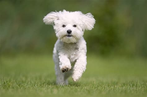 Top 10 Des Races De Chien Qui Perdent Le Moins De Poils