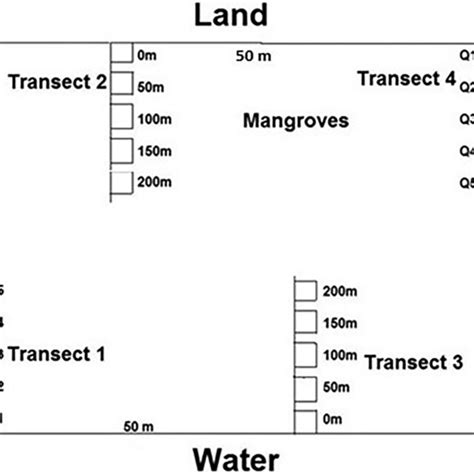 schematic diagram showing transect location  quadrats   study