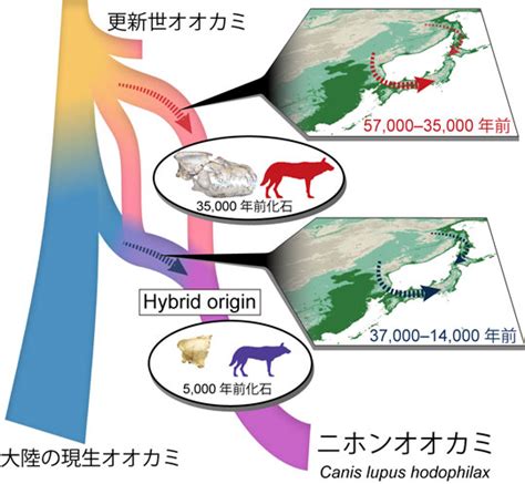 ニホンオオカミの起源を解明 東工大ニュース 東京工業大学