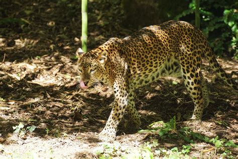 Panth Re De Ceylan Panthera Pardus Kotiya Ceylon Leopard Flickr