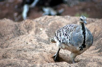 Malleefowl - Adelaide Ornithologists' Club