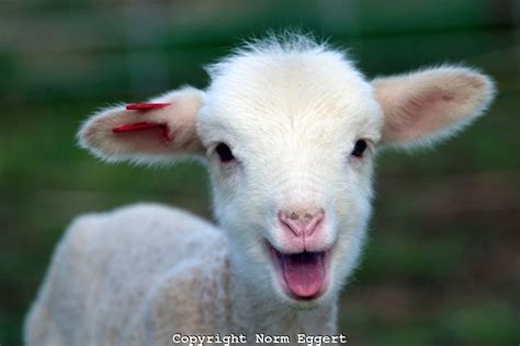 A Very Happy Lamb Smiling Norm Eggert Photography Cute Goats Goats