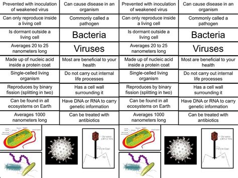 Distinguishing Bacteria And Viruses A Visual Comparison