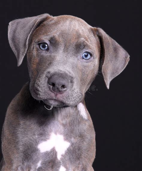 Grey dog stock photo. Image of gray, beautiful, blue, adorable - 7996794