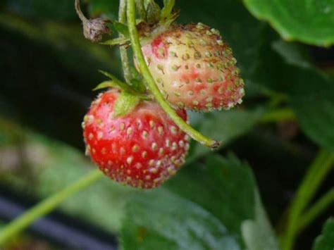 Strawberry Powdery Mildew Sphaerotheca Macularis Nexles