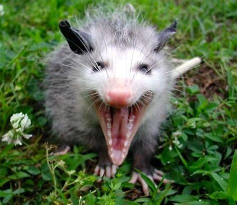 Opossum | Opossum, Mammals, Cute animals