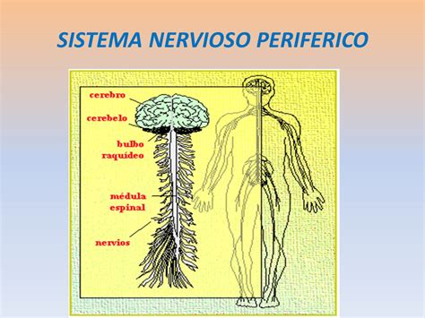 Nerbio Sistema Mind Map