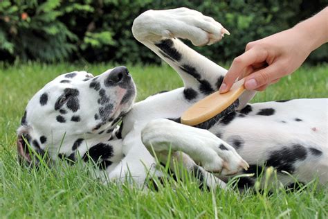 Hund bürsten Tipps für richtige Fellpflege