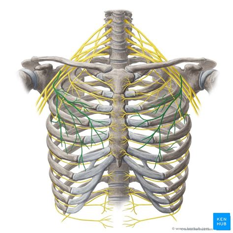 Pectoralis Major Nerve Supply