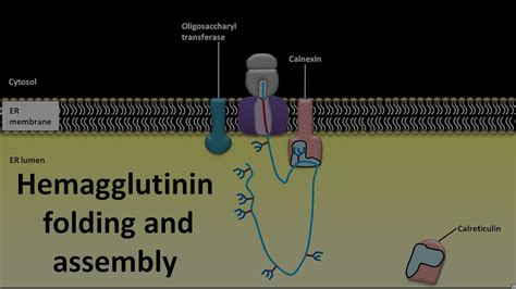 Hemagglutinin folding and assembly - YouTube