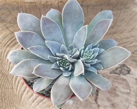 Echeveria Ginmeisyoku Un Erizo En Mi Jard N