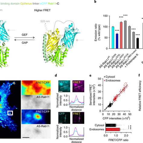 The PtdIns 3 P Phosphatase MTM1 Is A Rab11 Effector A Affinity