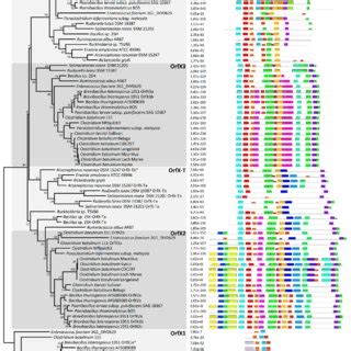 Phylogenetic Distribution Of The Pf Domain Clostridium P Among